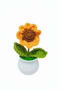 Single daisy flower
