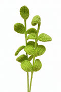 Leaf Stem Flower